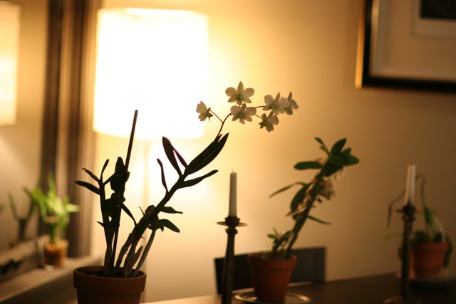 Floral Arrangement with Candlelight