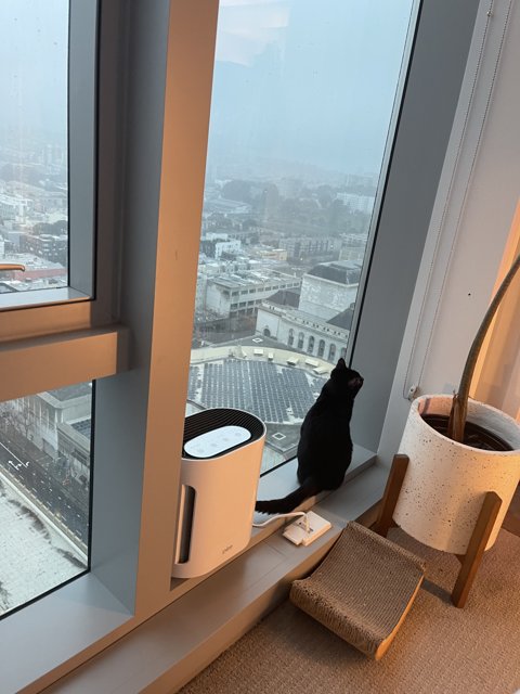 City Life with an Urban Feline