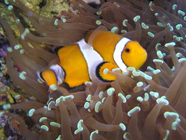 Colorful Clownfish in Coral Wonderland