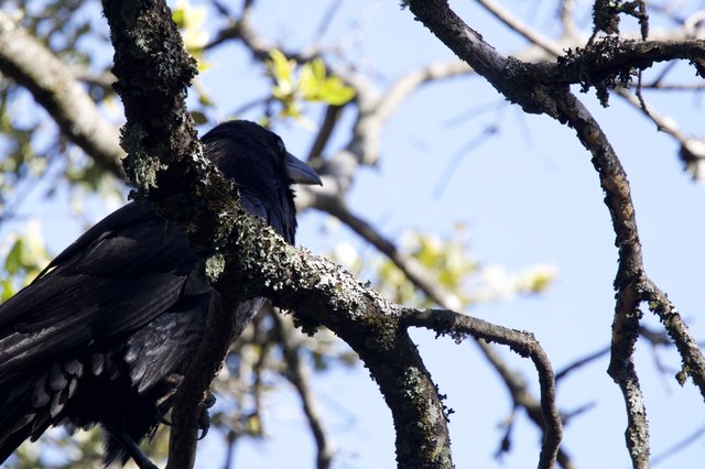 Raven Perched on Lichen-Covered Branch at Mt. Diablo