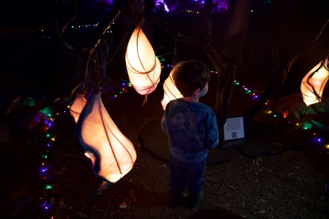 Enchanting Illuminations