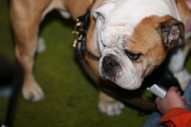 Bulldog on leash