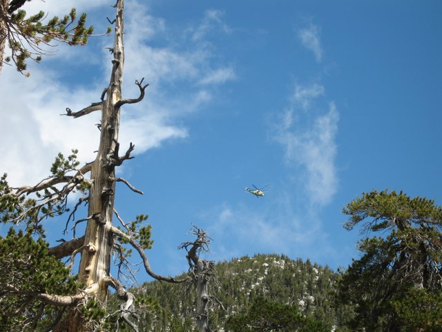 Flying over the Dead Tree
