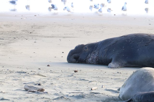 Elephant Seal Resting on Drakes Beach Sand