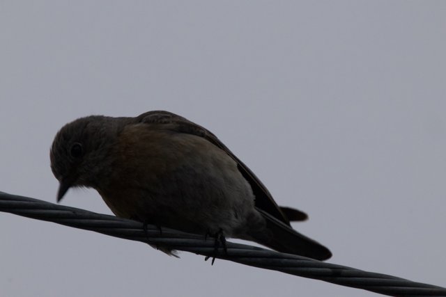 Perched Silhouette