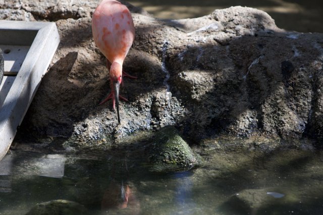 Flamingo by the Pond