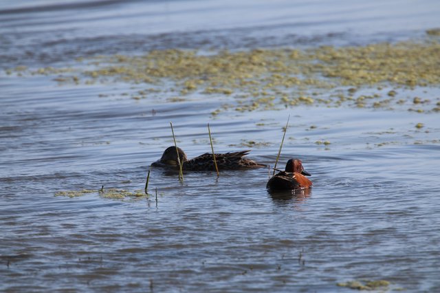 Cinnamon Teal Pair Foraging in Shallow Wetland Waters