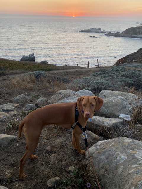 The Majestic Dog on the Rock