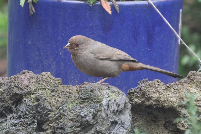 Brown Bird Perched on Textured Rock Wall