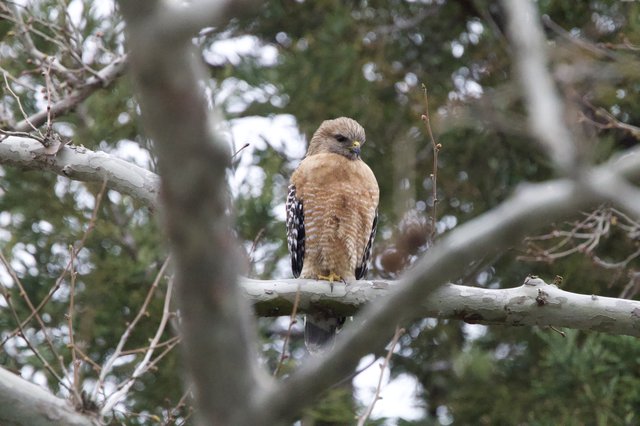 Red-shouldered Hawk Perched in Winter Forest