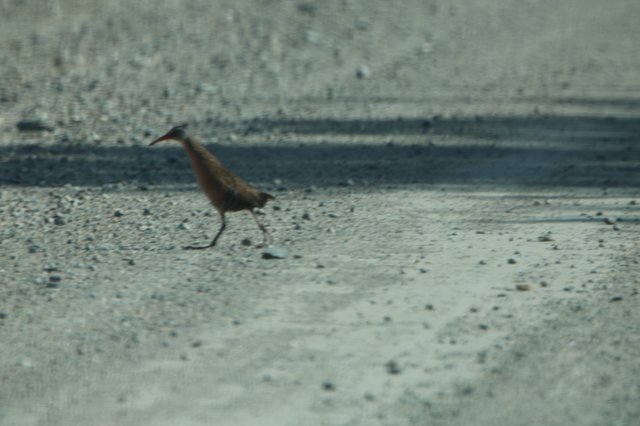 Solitary Shorebird Foraging on Wetland Mudflats at Dusk