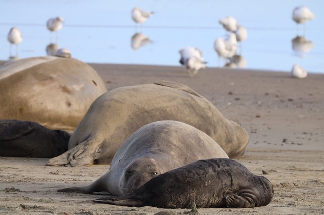 Elephant Seals Resting on Drakes Beach Shore