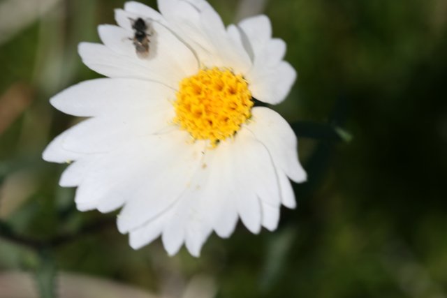 Busy Bee Collecting Pollen on White Daisy Flower