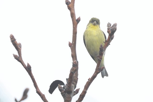 American Goldfinch Perched on Winter Branch in Snow
