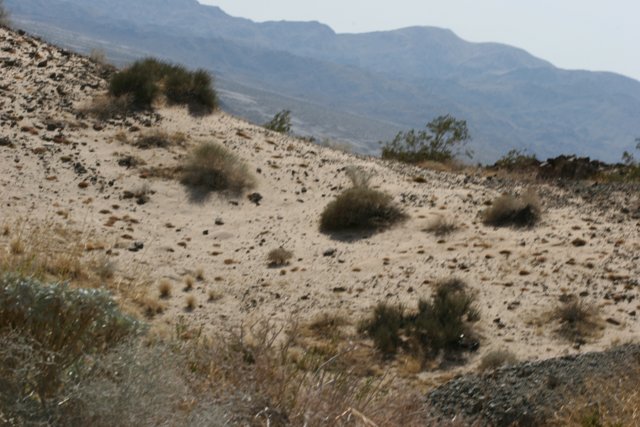 Nature's Minimalism in the Desert