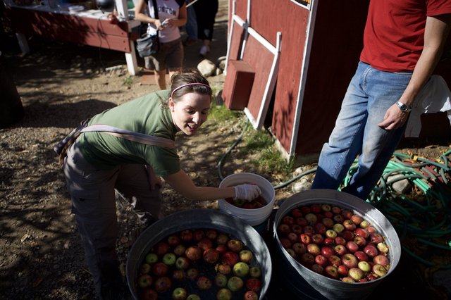 Apple Bobbing Fun at the Farm Harvest Festival