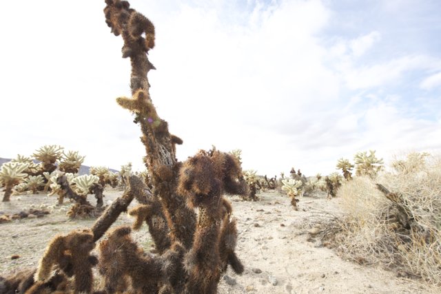 Majestic Tree in Joshua Tree National Park