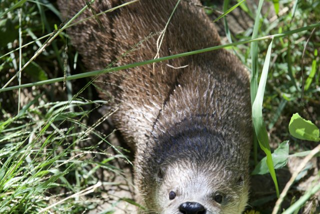 Curious Otter in the Grass