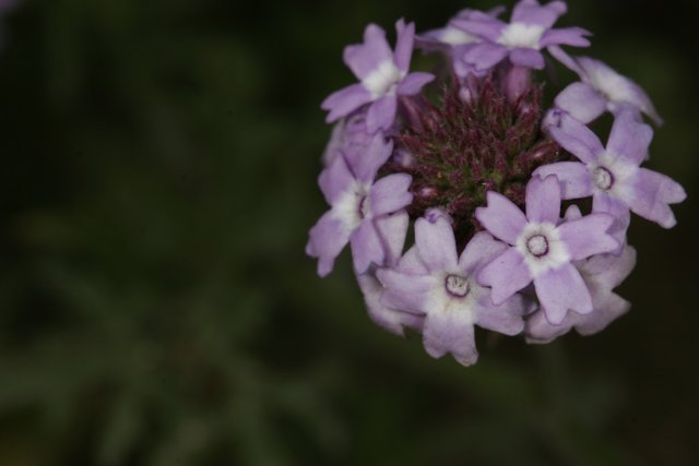 Purple Geranium Petals