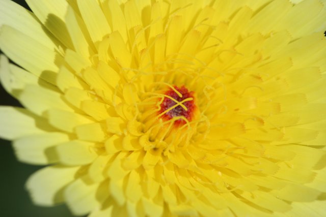 Radiant Yellow Chrysanthemum