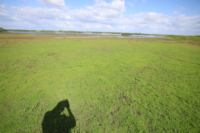 Photographer's Shadow Over Wetland Grassland at Golden Hour