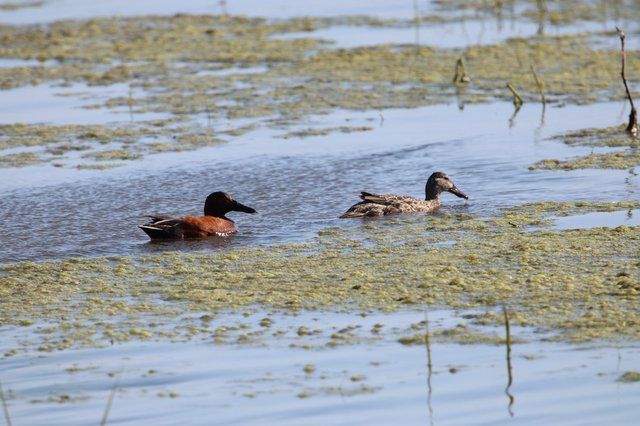 Male and Female Cinnamon Teal Pair in Wetland