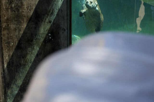 Curious Encounters Underwater