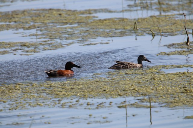 Pair of Ducks Resting in Wetland Shallows