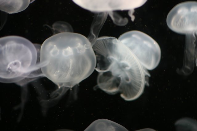 Jellyfish Ballet in the Blue