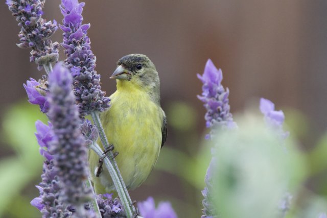 Lavender Sentinel