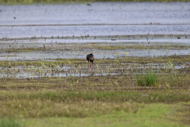 Solitary Shorebird Foraging in Wetland Marsh
