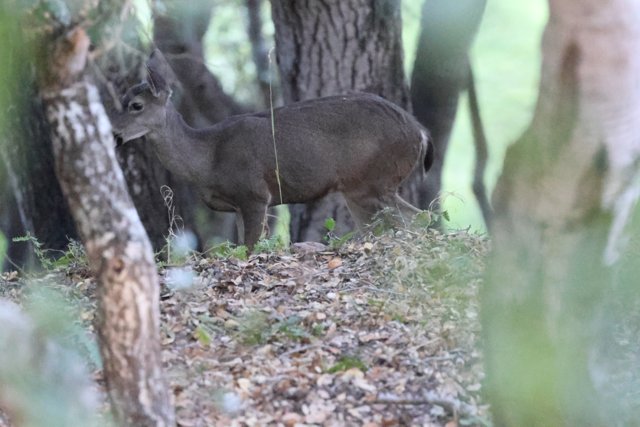 Woodland Encounter