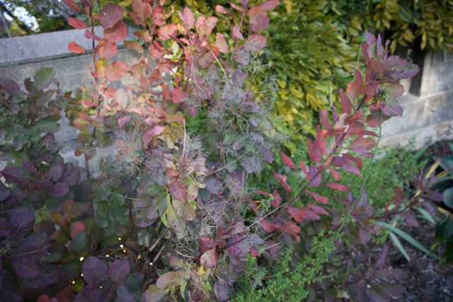 Autumn Splendor at Thistlewyck