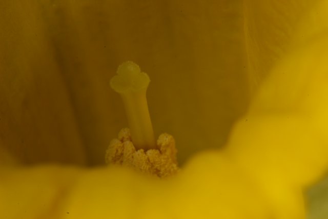 Macro Shot of a Yellow Flower's Pollen