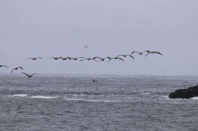 Pelican Squadron Glides Over Gray Pacific Swells