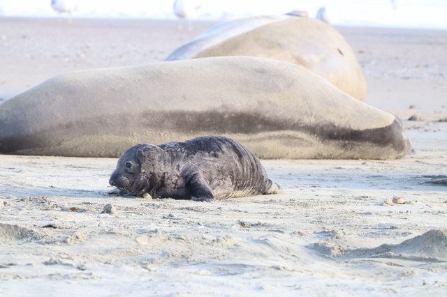 Elephant Seal Pup Resting Beside Mother at Drakes Beach