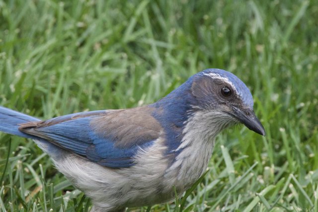 Splendor on the Grass