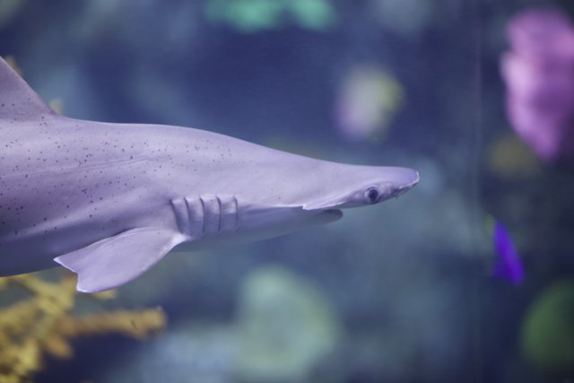 The Majestic Gray Shark in Captivity