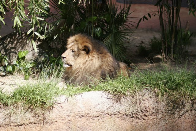 Regal Lion in the Wild