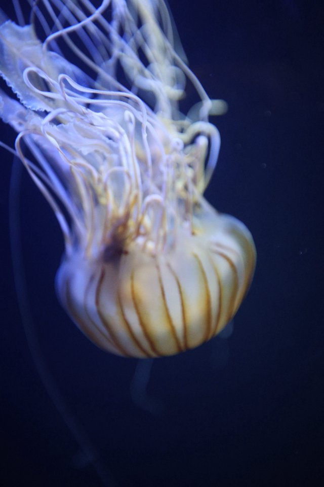 Luminescent Jellyfish Drifting in Deep Blue Waters