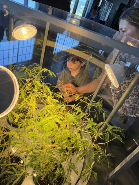 Curious Glances at Green Wonders