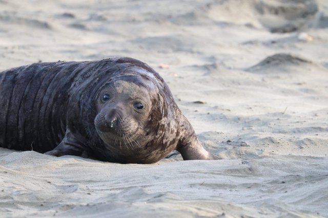 Young Elephant Seal Pup Resting on Sandy Beach