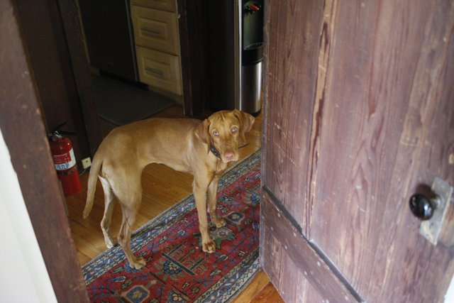 Canine Comfort on Hardwood Floors