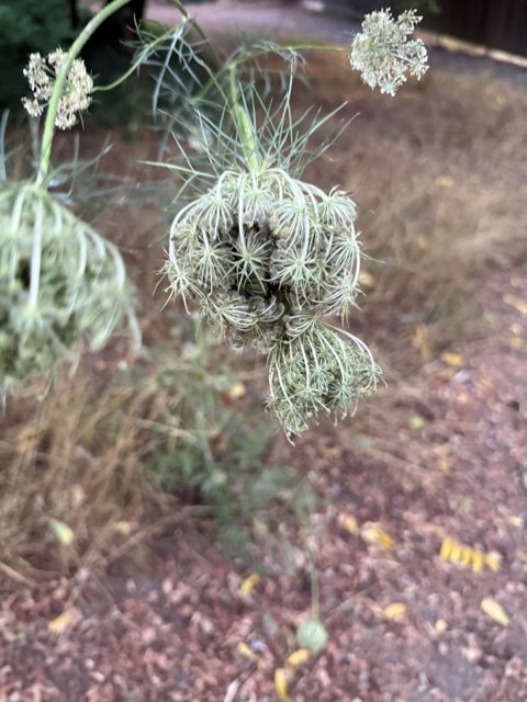 Intricate Nature