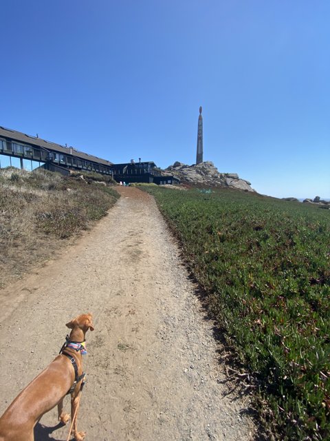 Canine Adventure Near the Lighthouse