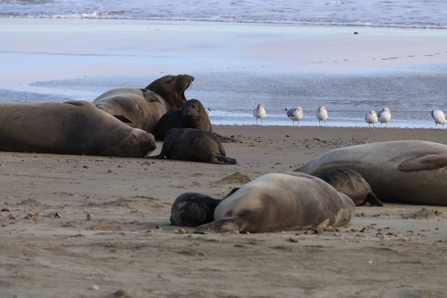 Elephant Seal Colony at Drakes Beach with Gulls