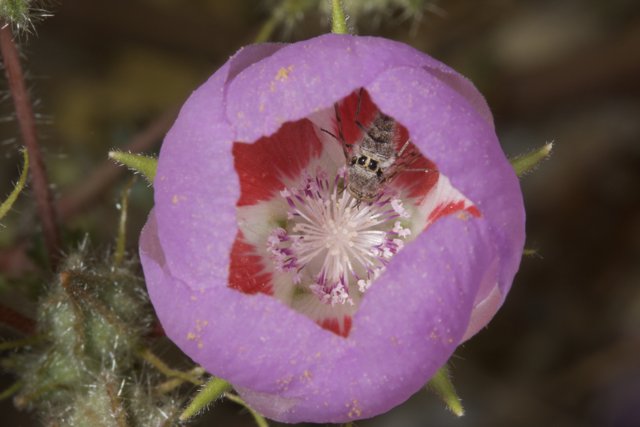 Bee and Geranium Flower
