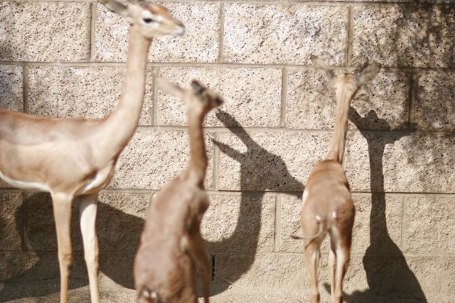 Gazelles next to a Wall