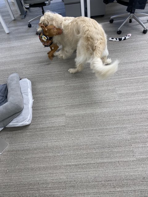 Playtime with a Stuffed Friend
