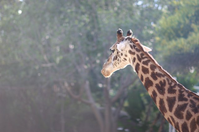 Majestic Giraffe stands tall amidst the savannah landscape